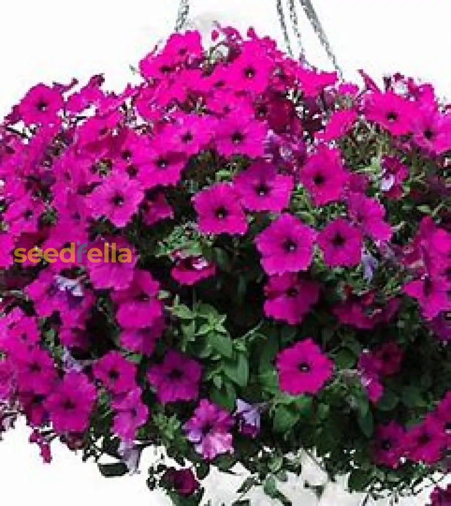 Violet Petunia Seeds For Easy Planting Plant Seeds