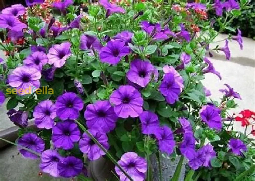 Violet Petunia Seeds For Easy Planting Plant Seeds