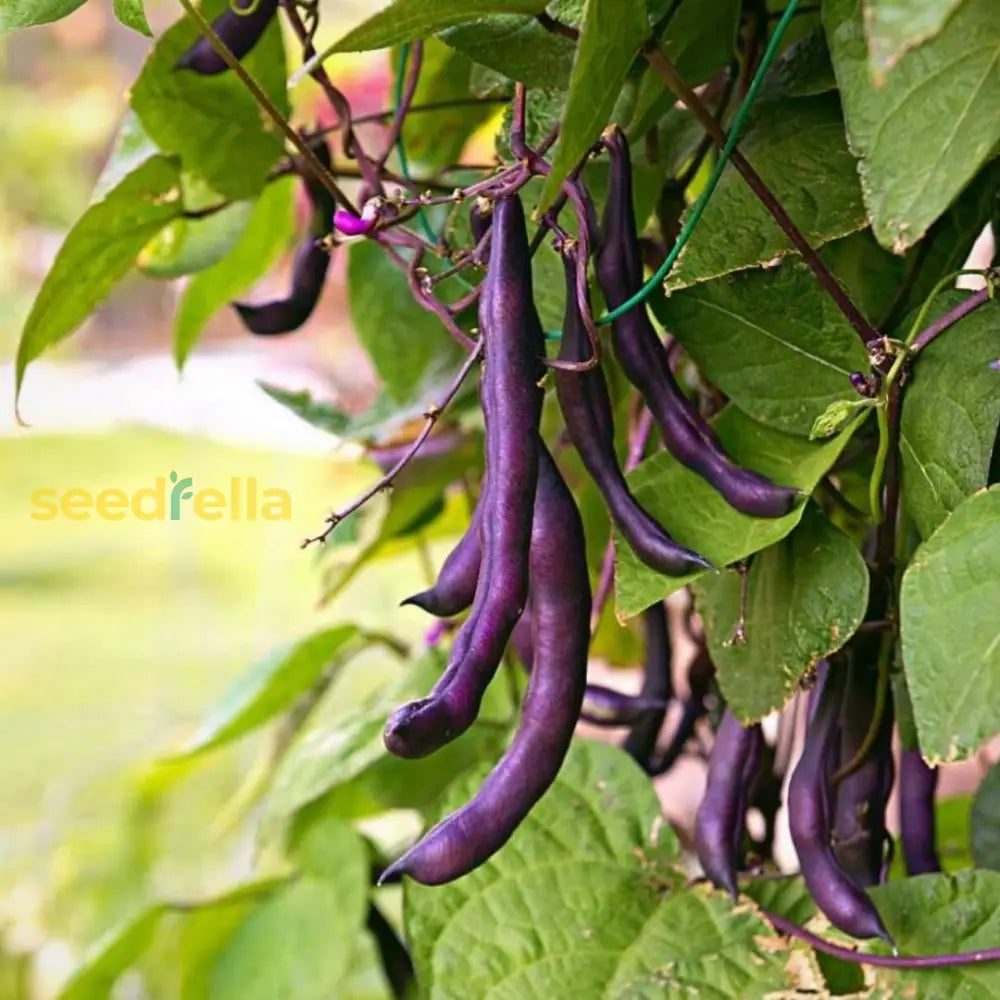 Violet Pole Bean Seeds For Planting - Vegetable Garden Essentials Seeds