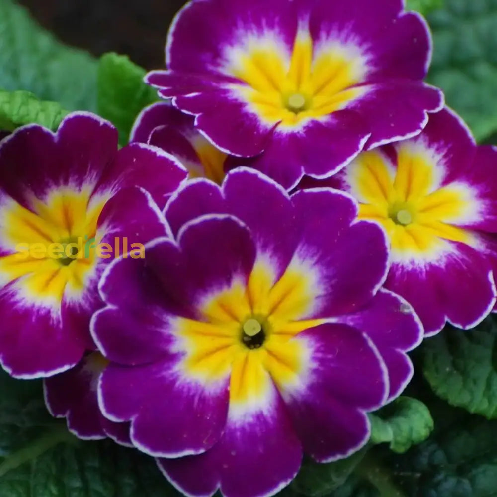 Violet Primrose Seeds For Planting: Brighten Your Landscape Flower