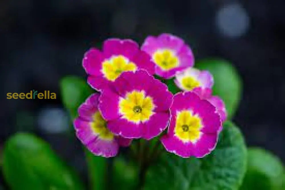 Violet Primrose Seeds For Planting: Brighten Your Landscape Flower