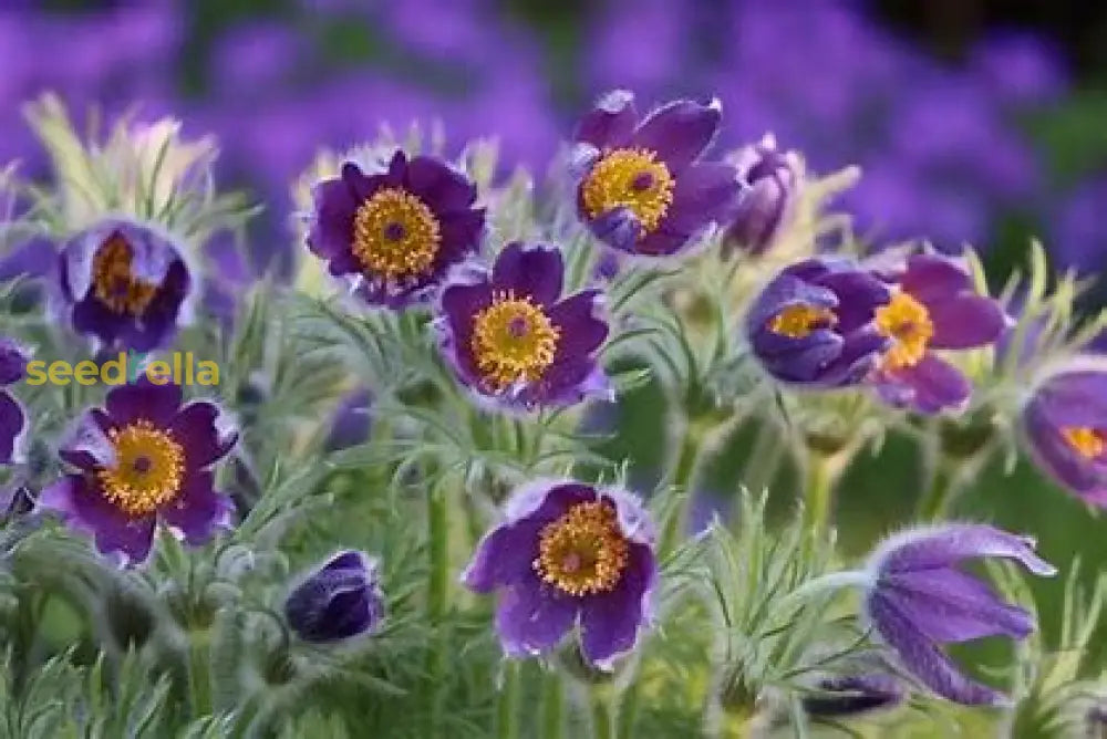 Violet Pulsatilla Flower Seeds For Easy Planting Plant Seeds