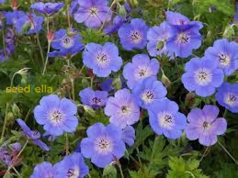 Violet Red Geranium Flower Seeds For Planting - Vibrant Garden Blooms