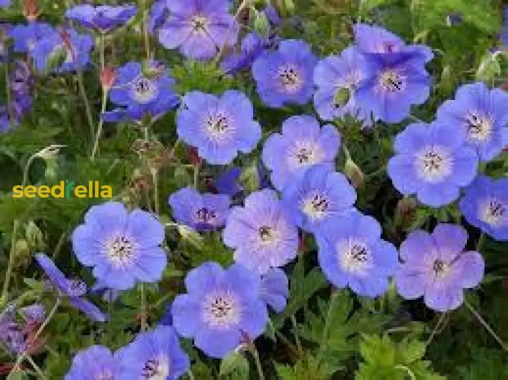 Violet Red Geranium Flower Seeds For Planting - Vibrant Garden Blooms