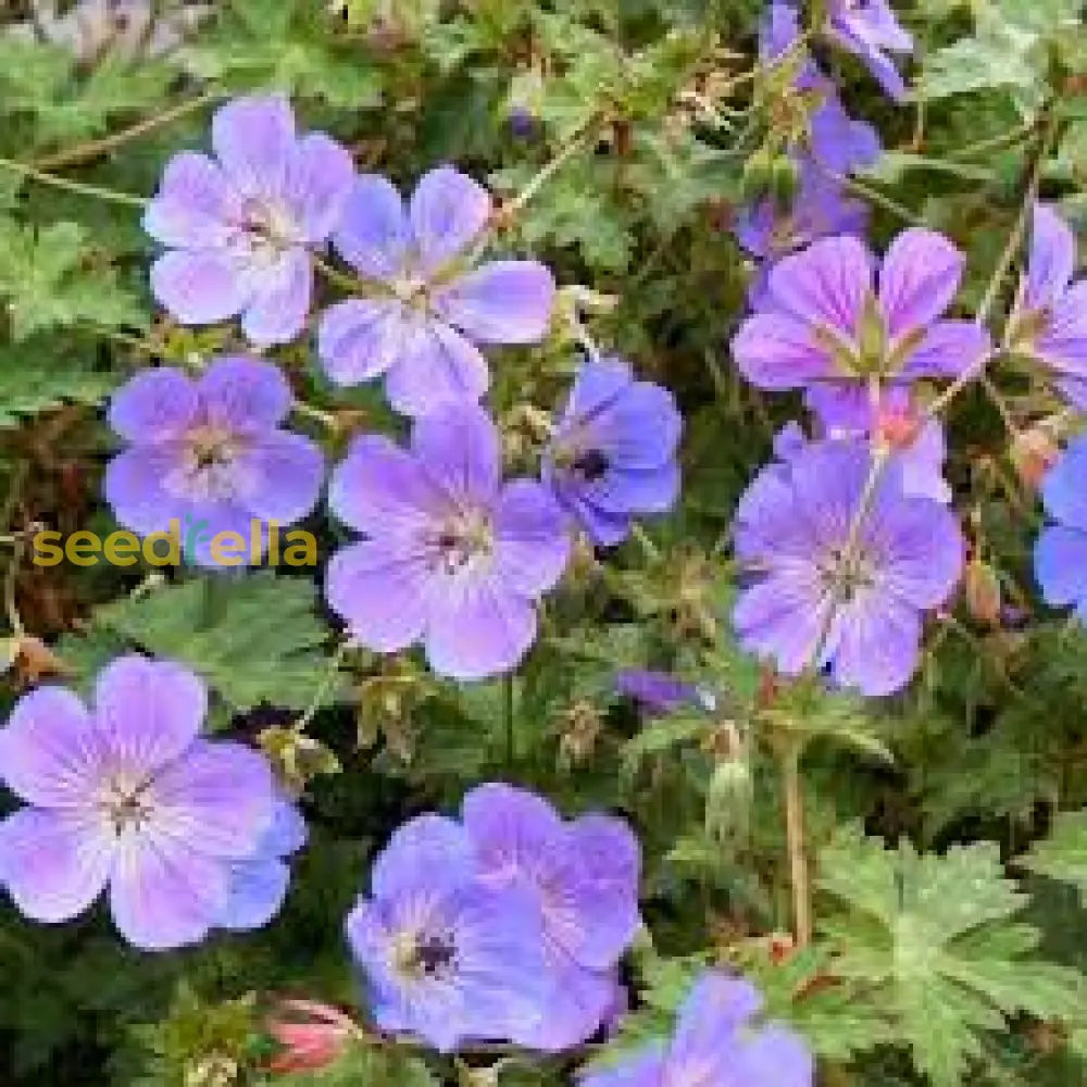 Violet Red Geranium Flower Seeds For Planting - Vibrant Garden Blooms