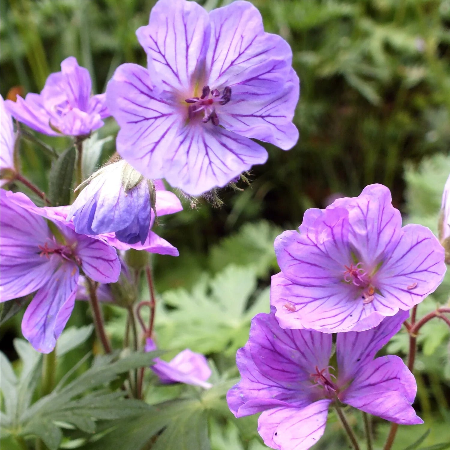 Violet red geranium seeds for planting