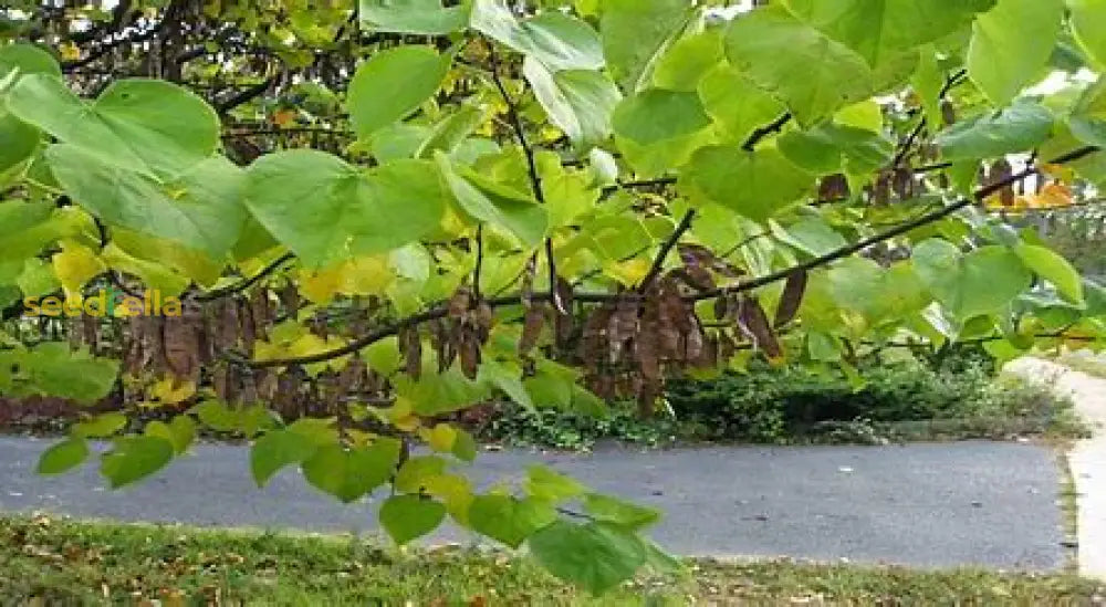 Violet Redbud Tree Seeds For Planting Collection