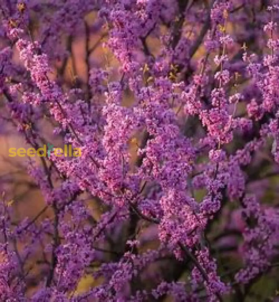 Violet Redbud Tree Seeds For Planting Collection