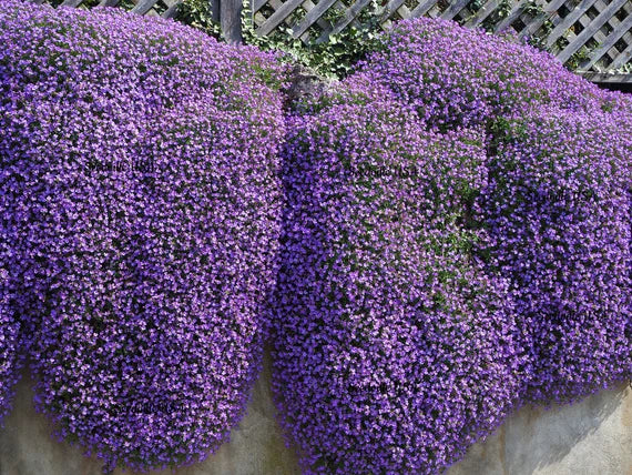 Violet Rock Cress used as ground cover in rock garden
