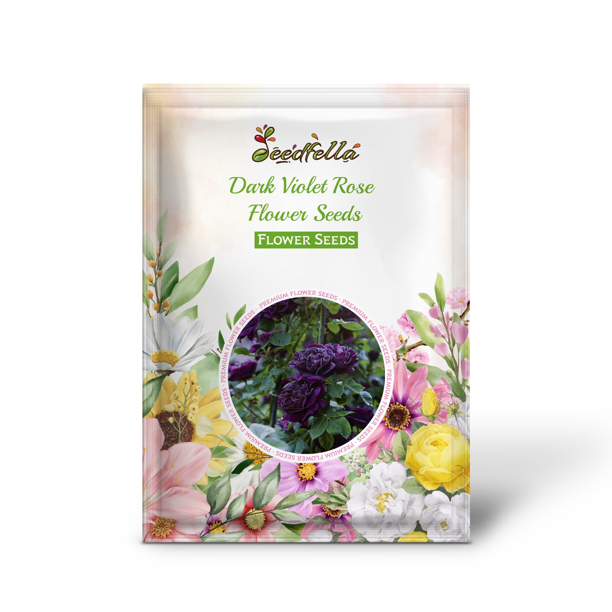 Dark Violet Rose blooms in full blossom