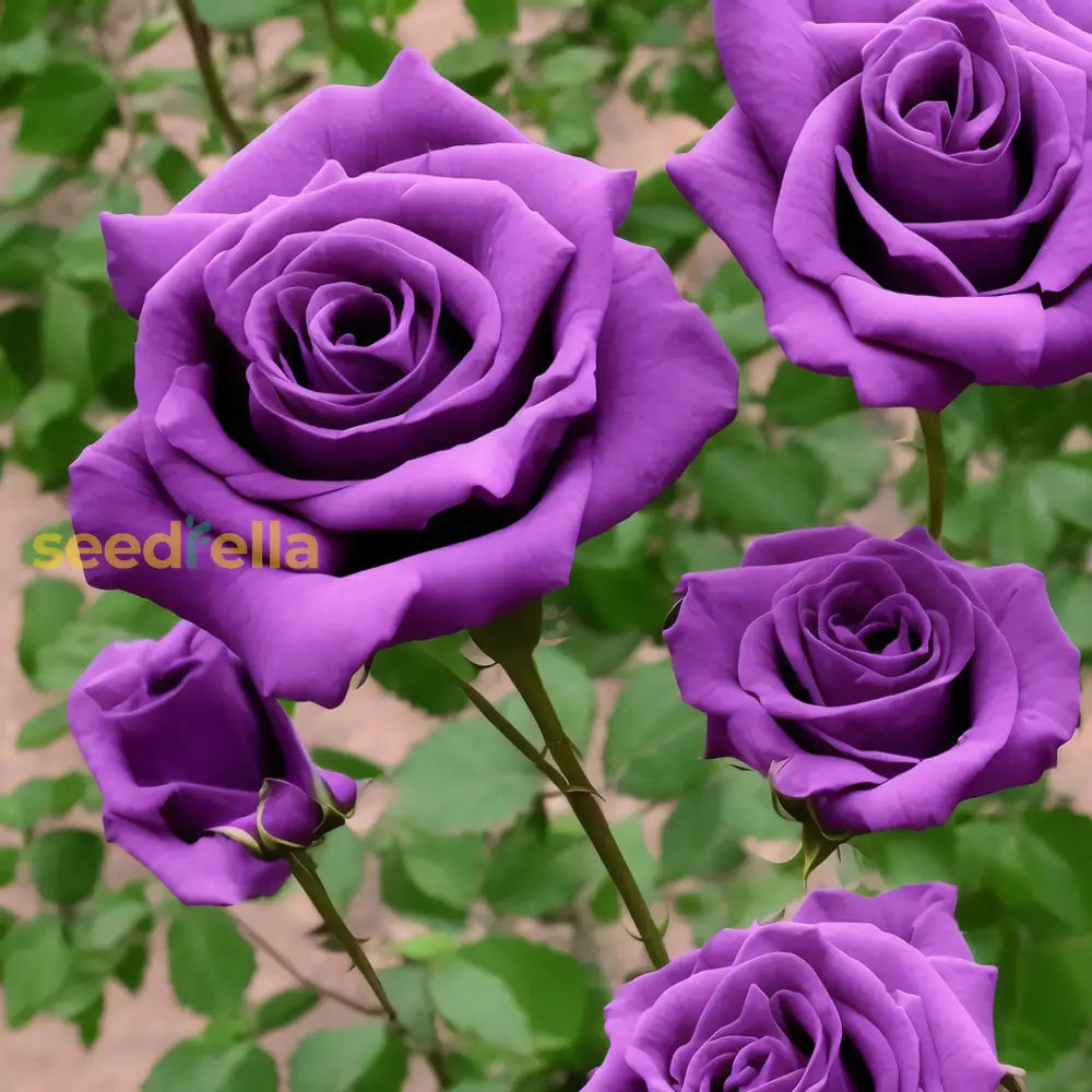 Violet Rose Seeds For Planting - Cultivate Unique And Captivating Beauty