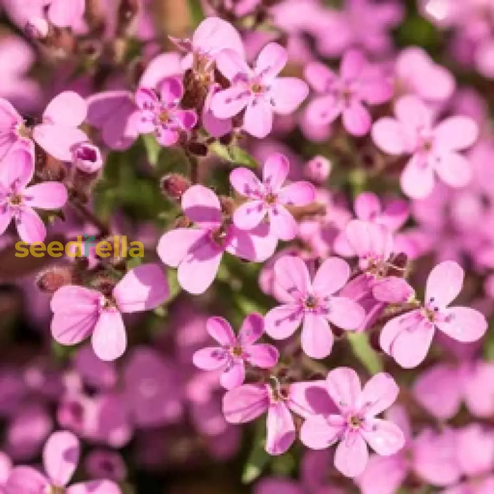 Violet Sage Flower Seeds For Gardening: Grow Stunning Blooms And Aromatic Foliage