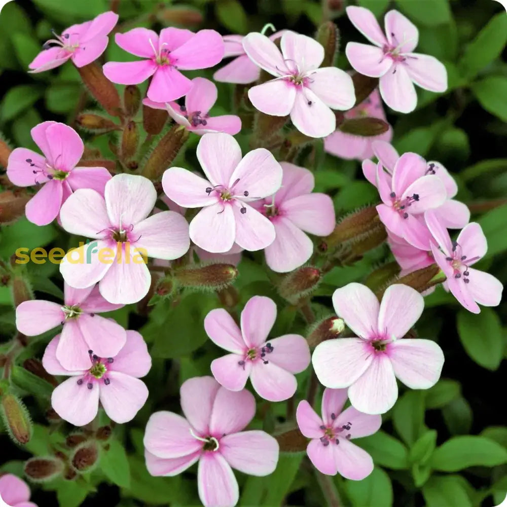 Violet Sage Flower Seeds For Gardening: Grow Stunning Blooms And Aromatic Foliage