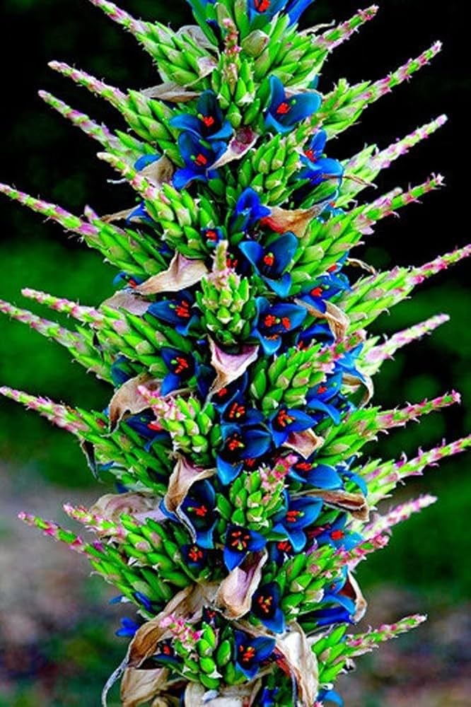 Violet Sapphire Tower Seeds for Garden – Rare Flowering Plant