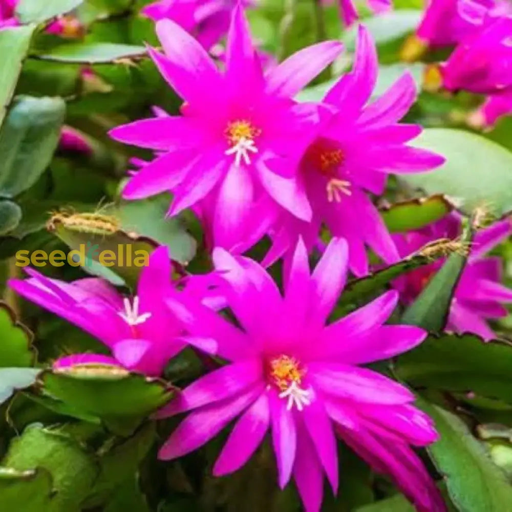 Violet Schlumbergera Seeds For Easy Planting Flower