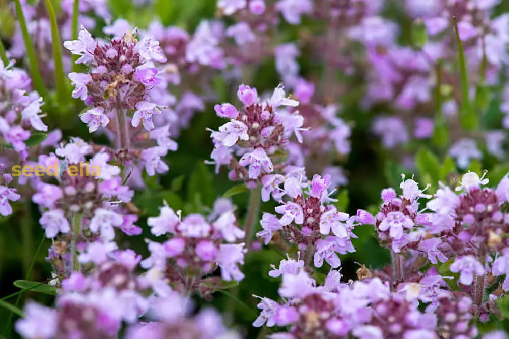 Violet Serpyllum Flower Seeds For Planting