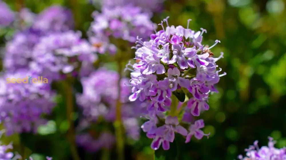 Violet Serpyllum Flower Seeds For Planting