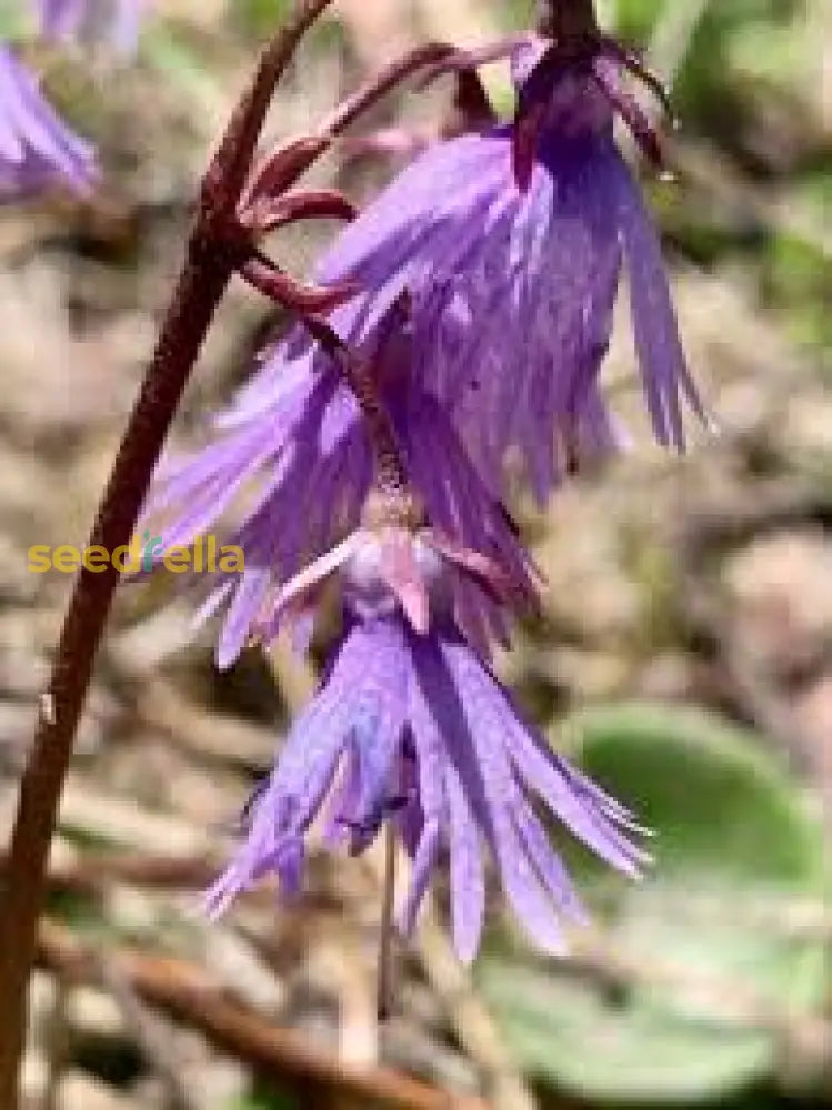 Violet Soldanella Alpina Seeds For Easy Planting