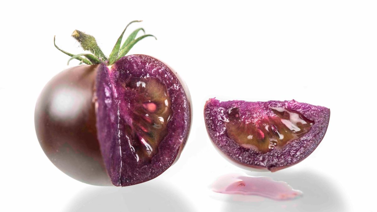 Planting guide for violet tomato seeds