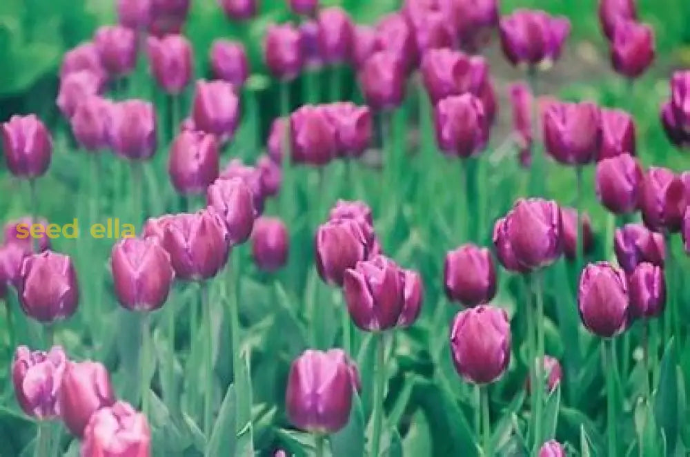 Violet Tulip Flower Seeds Planting Guide