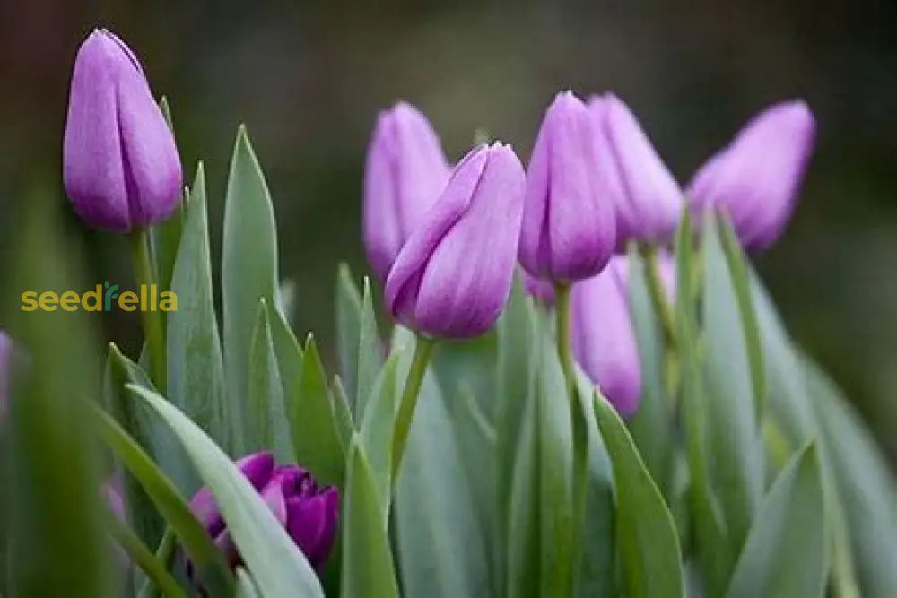 Violet Tulip Flower Seeds Planting Guide