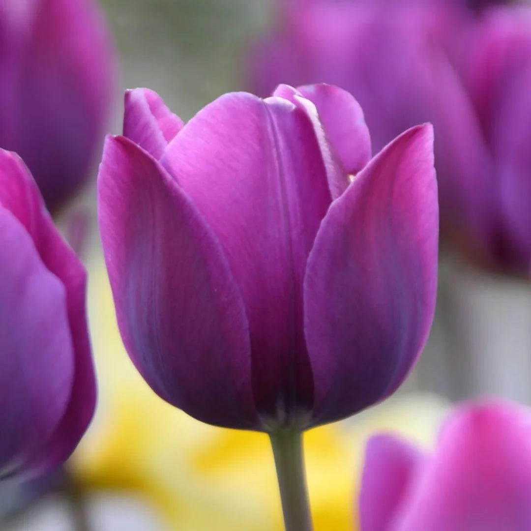 Non GMO Violet Tulip seeds for home gardening
