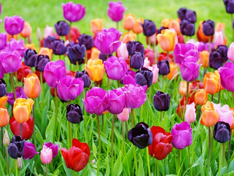 Easy to grow Violet Tulip seeds for containers and pathways
