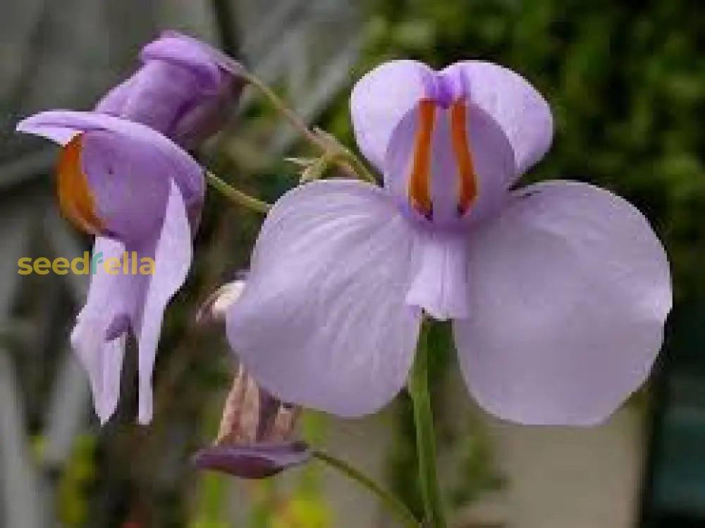 Violet Utricularia Flower Seeds For Planting - Enhance Your Garden With Unique Blooms