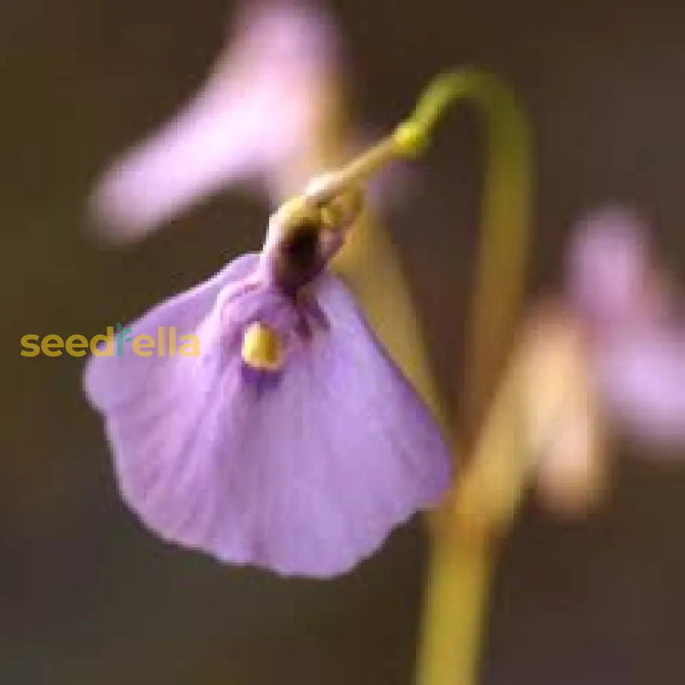 Violet Utricularia Flower Seeds For Planting - Enhance Your Garden With Unique Blooms