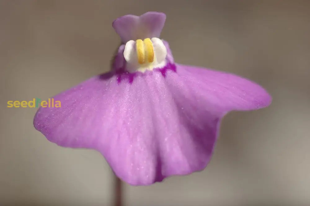 Violet Utricularia Flower Seeds