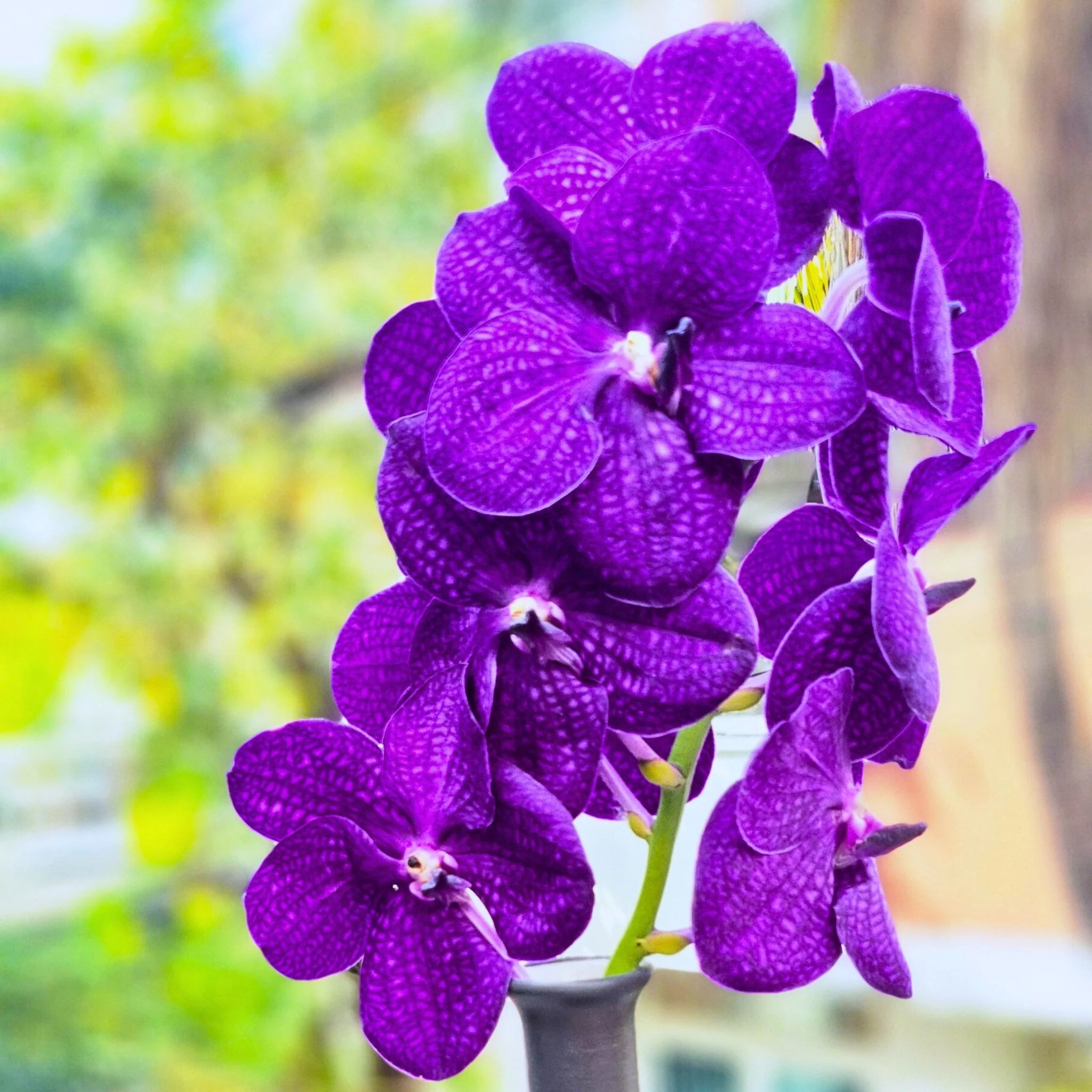 Violet Vanda Orchid Seeds