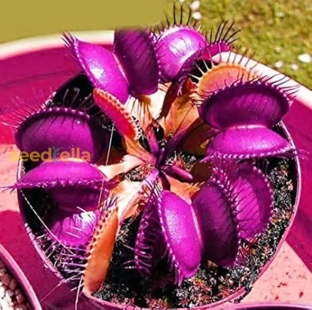 Violet Venus Fly Trap Flower Seeds - Unique Carnivorous Plant For Exotic Gardening & Planting