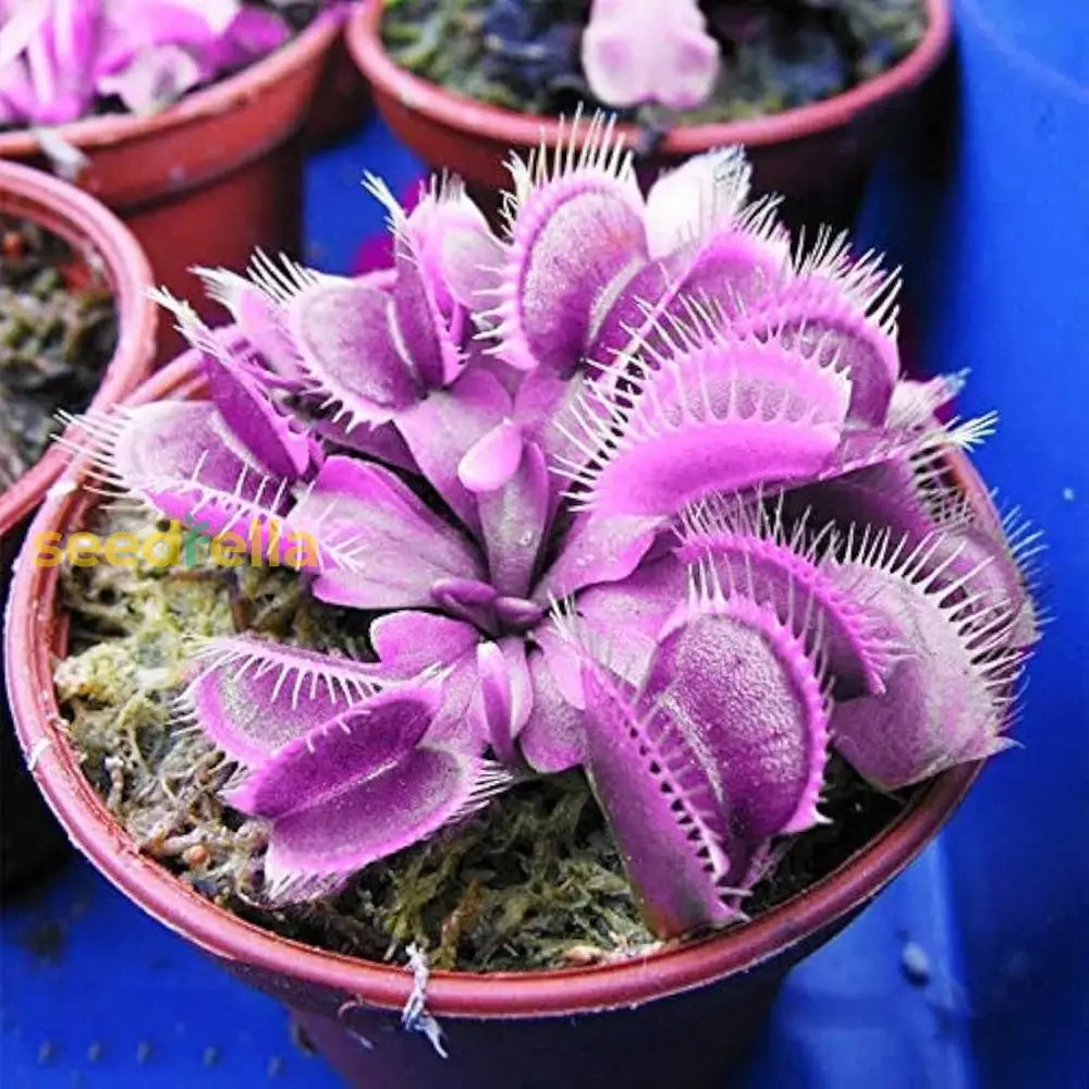 Violet Venus Fly Trap Flower Seeds - Unique Carnivorous Plant For Exotic Gardening & Planting