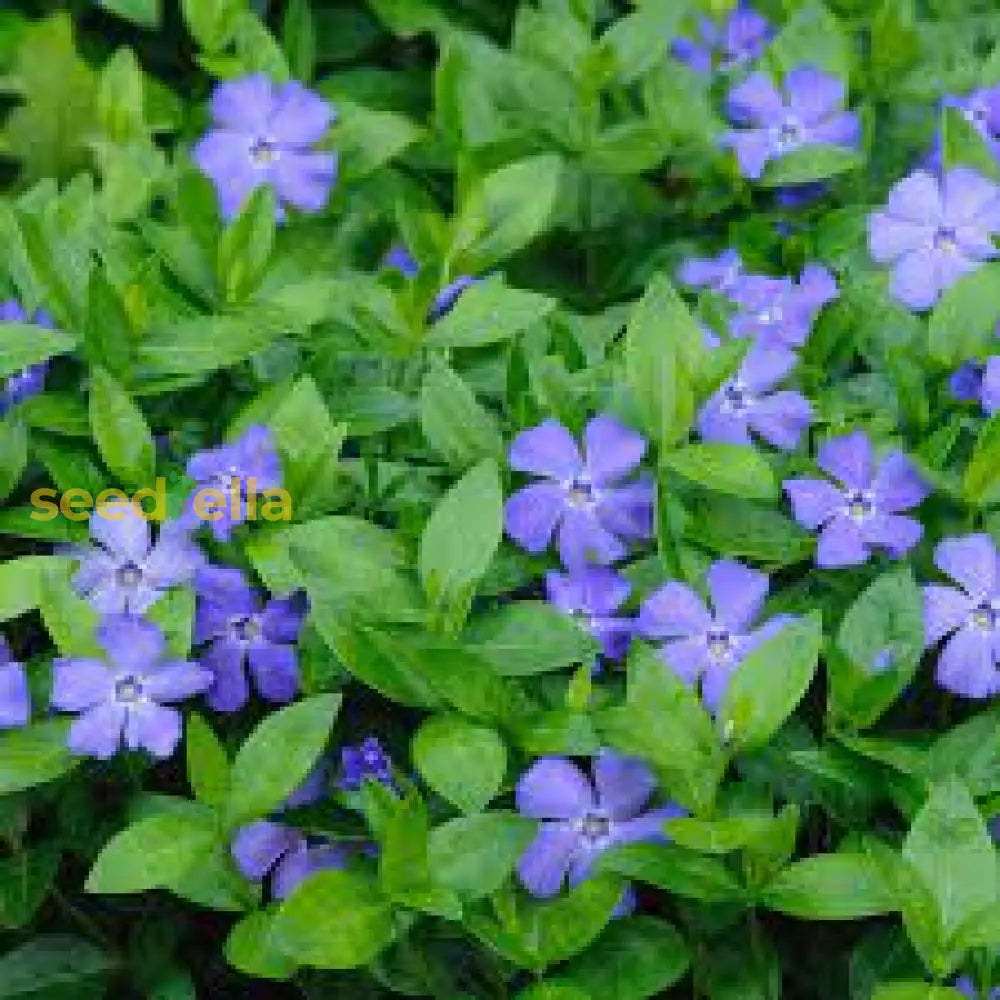 Violet Vinca Periwinkle Seeds For Planting - Beautiful Blooms Flower