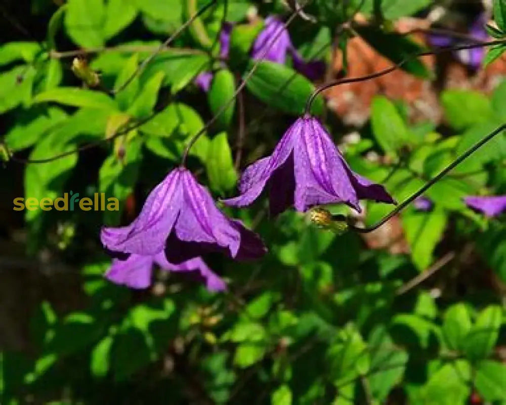 Violet Viticella Flower Seeds For Planting - Garden Blooms Plant Seeds