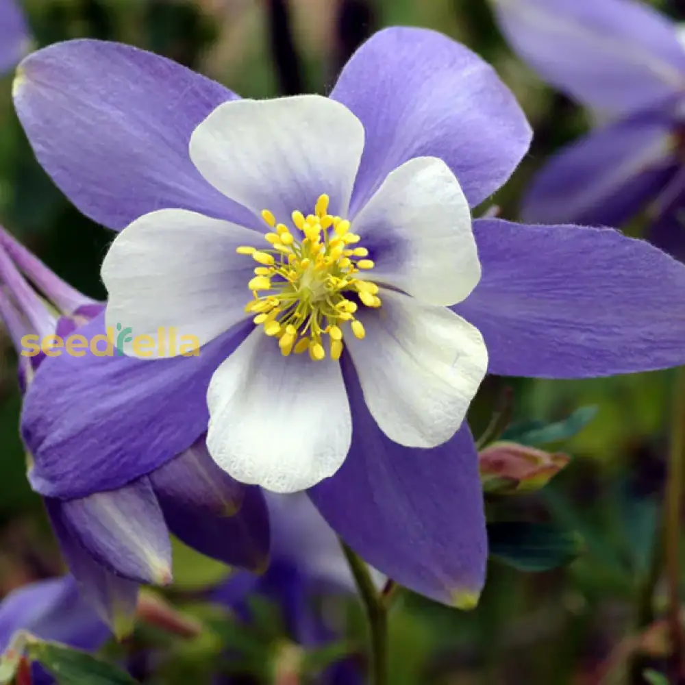 Violet White Columbine William Flower Seeds  Premium Quality Planting For Vibrant Garden Blooms