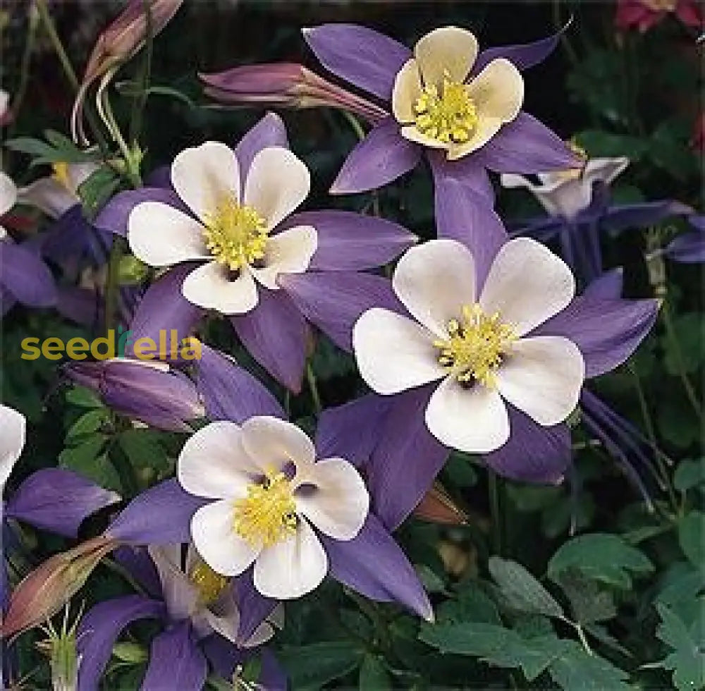 Violet White Columbine William Flower Seeds  Premium Quality Planting For Vibrant Garden Blooms