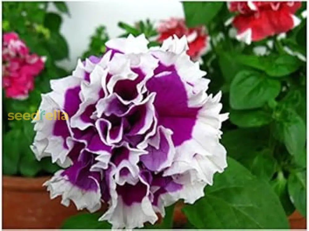 Violet White Double Petunia Flower Seeds  Premium Planting For Stunning Summer Blooms