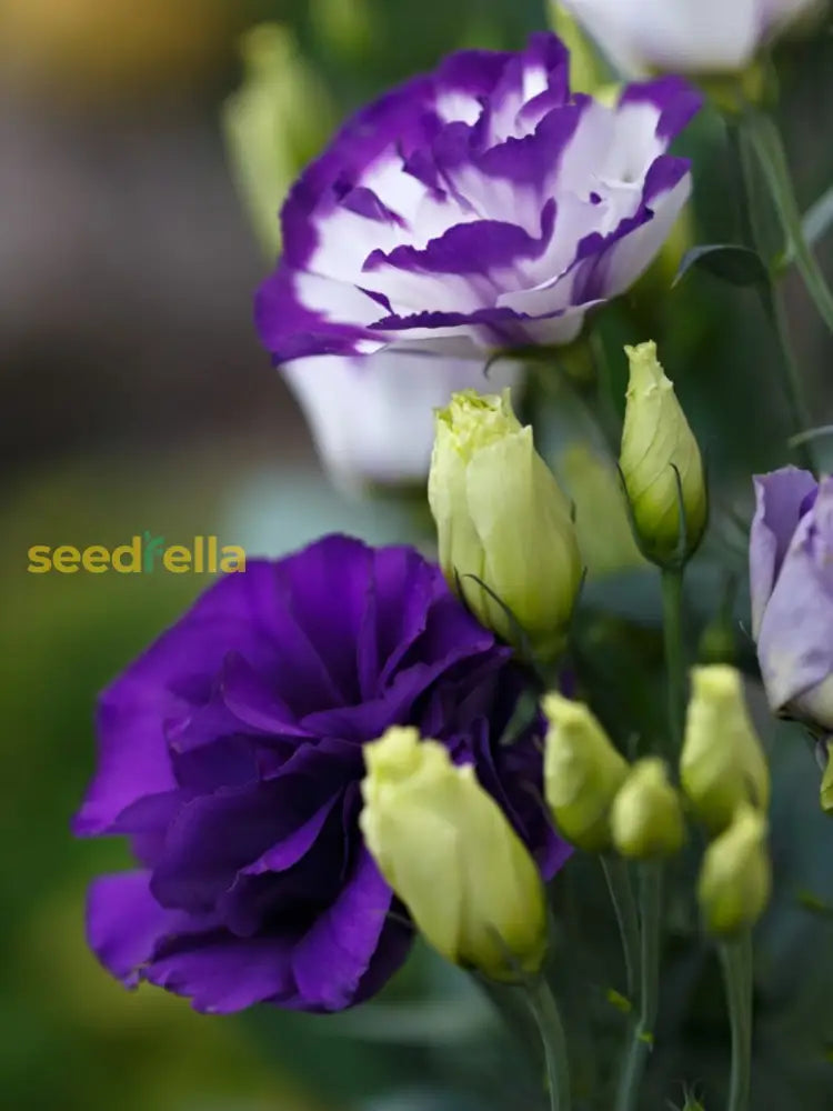 Violet White Lisianthus Flower Seeds For Vibrant Floral Displays - Perfect Planting In Gardens And