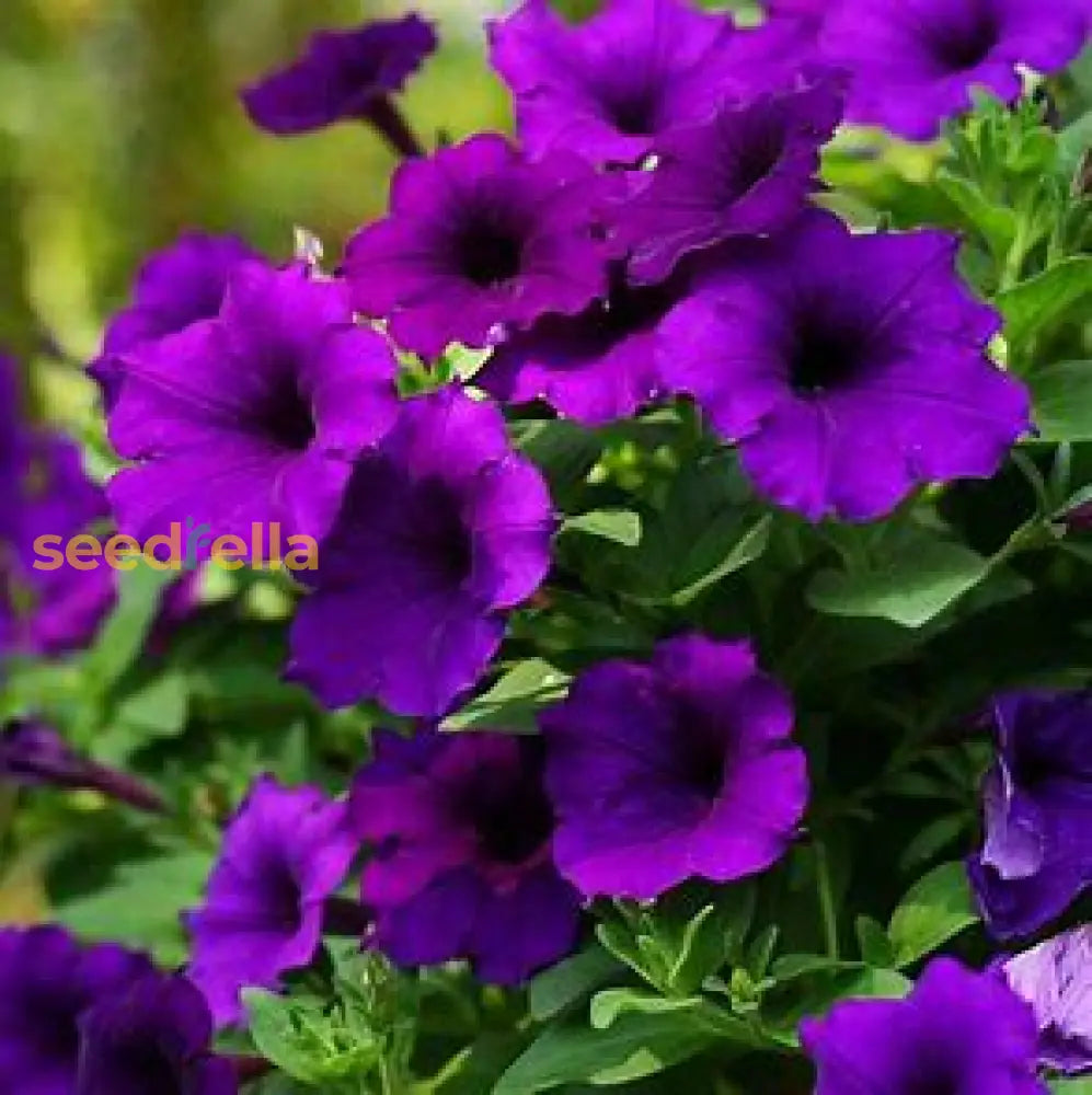 Violet White Petunia Flower Seeds For Planting