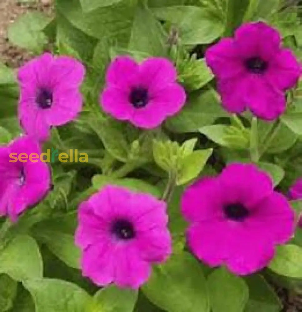 Violet White Petunia Flower Seeds For Planting