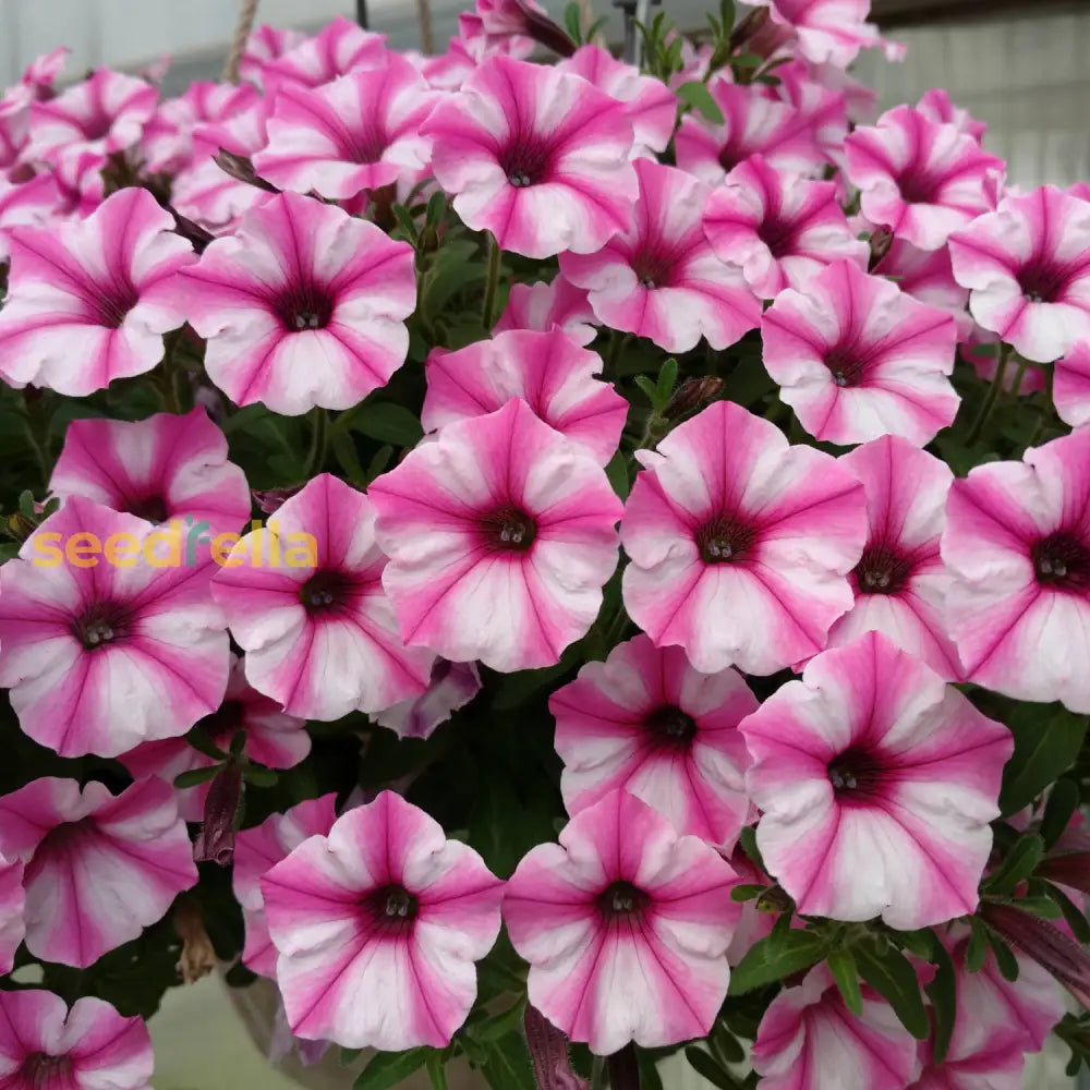 Violet White Petunia Petals Planting Seeds: Delightful Floral Addition For Your Landscape Seeds