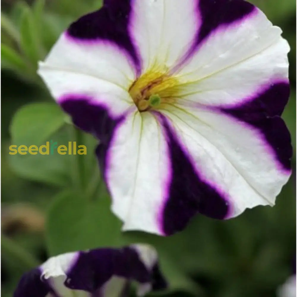 Violet White Petunia Petals Planting Seeds: Delightful Floral Addition For Your Landscape Seeds