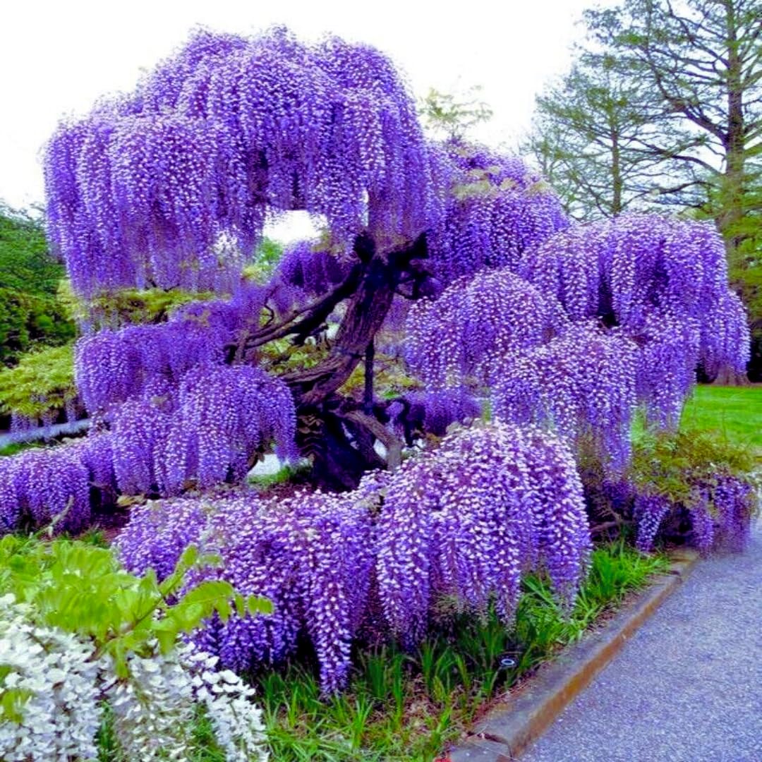 Tree Biolet Wisteria Tree Seeds – Violet Variety for Beautiful Garden Canopy