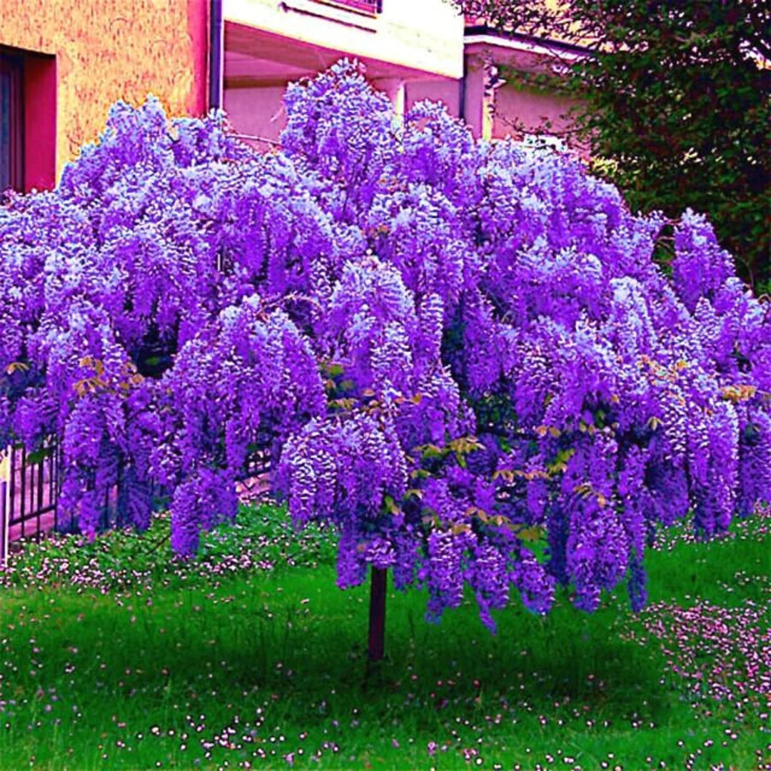 Violet Wisteria Vine Seeds – Fast-Growing Garden Plant