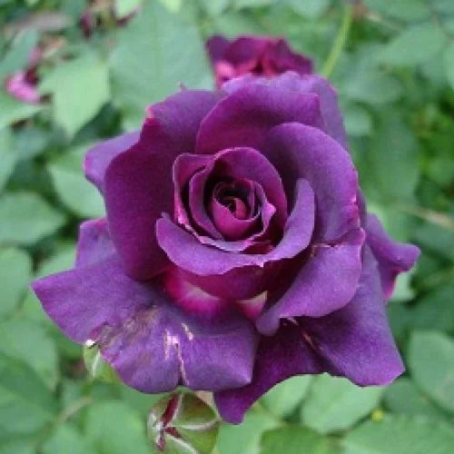 Dark Purple Rose Flower Seeds For Planting