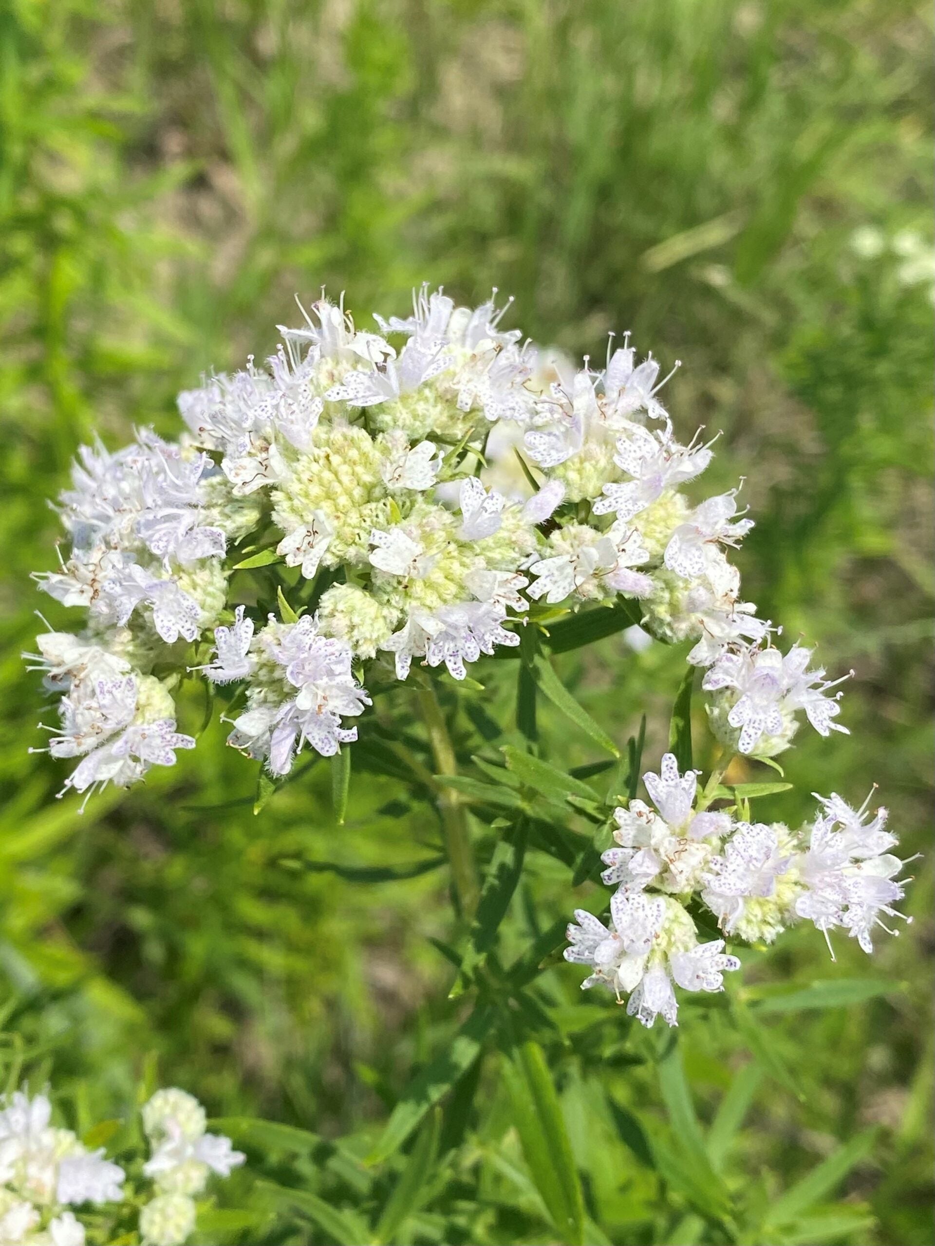 Aromatic foliage of Virginia Mint plants developed from seeds