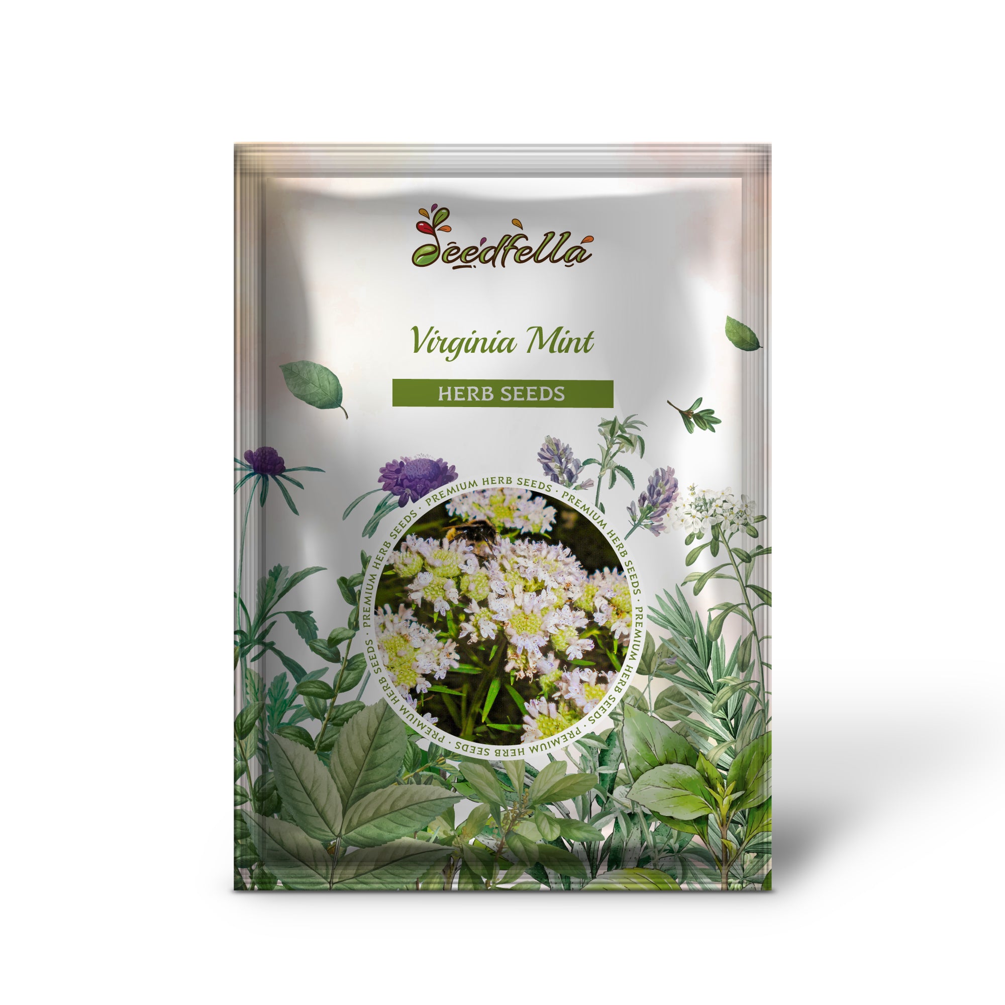 Native mountainmint grown from Virginia Mint seeds in US gardens