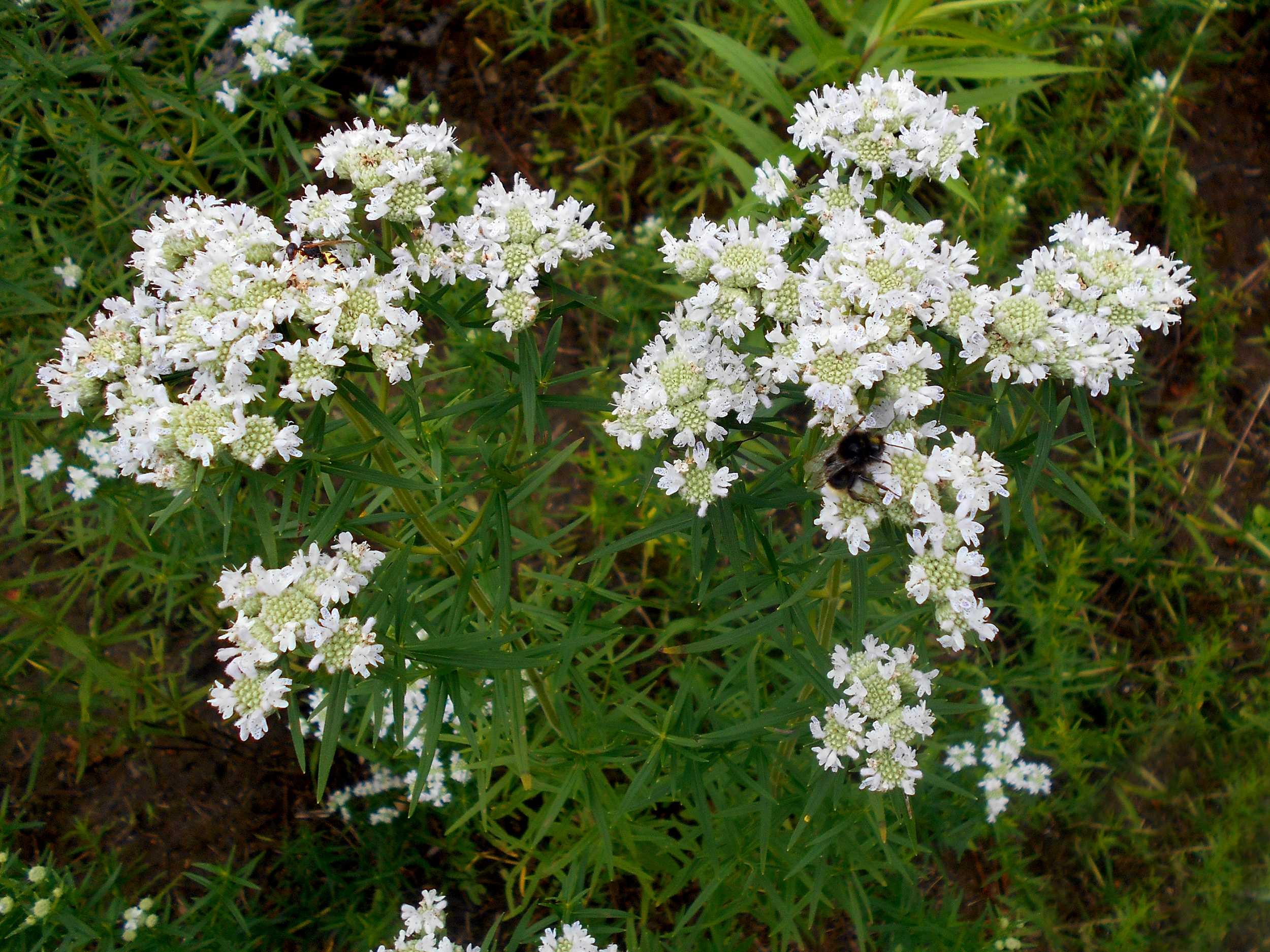 White summer flowers from Virginia Mint seeds attracting pollinators