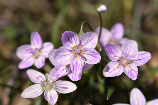 Virginia Spring Beauty seeds Claytonia virginica producing early spring blooms